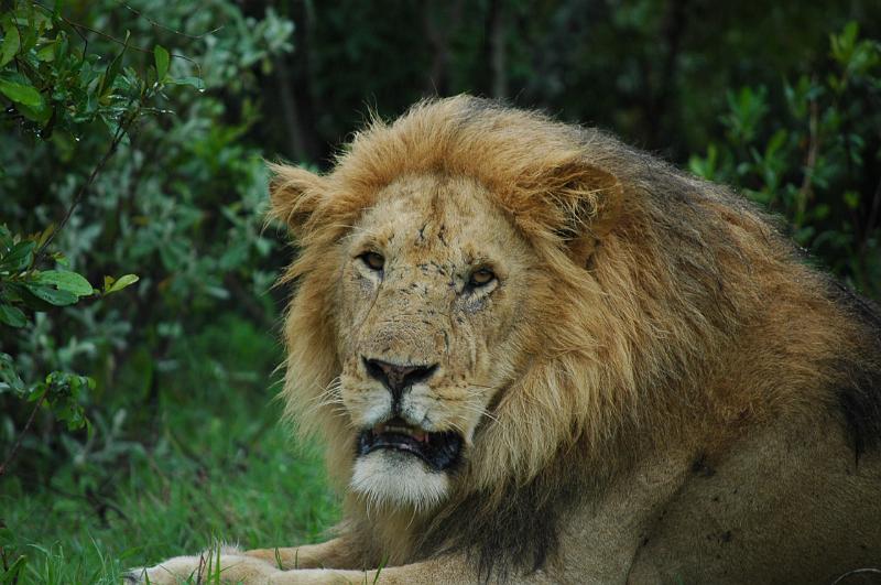 Lion resting.JPG
